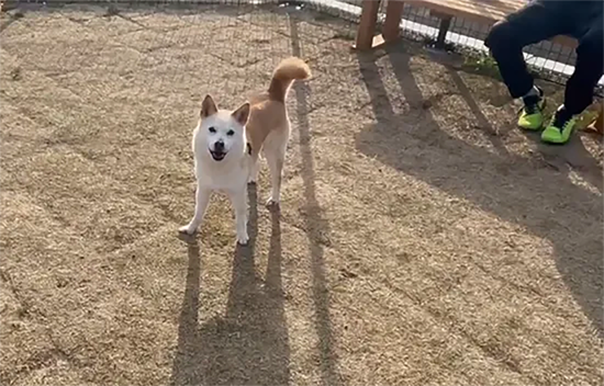 島根県大田市/道の駅ごいせ仁摩/ドッグラン/中型・大型犬エリア