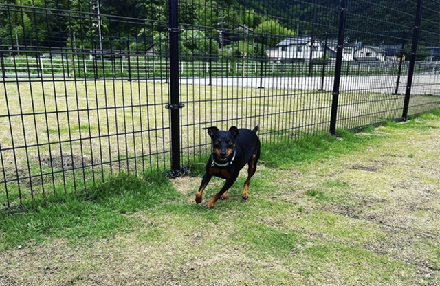 島根県大田市/道の駅ごいせ仁摩/ドッグラン