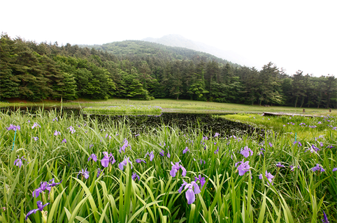 島根県大田市/道の駅ごいせ仁摩/周辺観光/姫逃池と姫逃池のカキツバタ群落