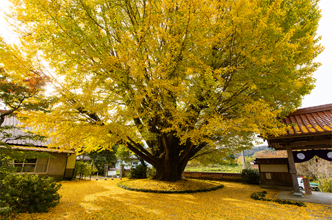 島根県大田市/道の駅ごいせ仁摩/周辺観光/浄善寺