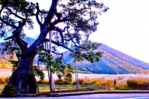 島根県大田市/道の駅ごいせ仁摩/周辺観光/定めの松